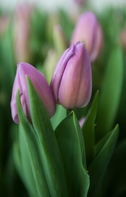 Tulipa - Gruppo 03 (trionfo) ALIBI®