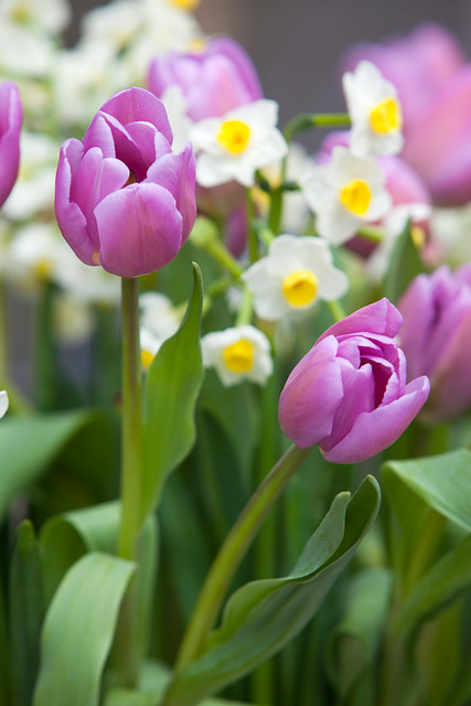 Tulipa - Gruppo 03 (trionfo) ALIBI®