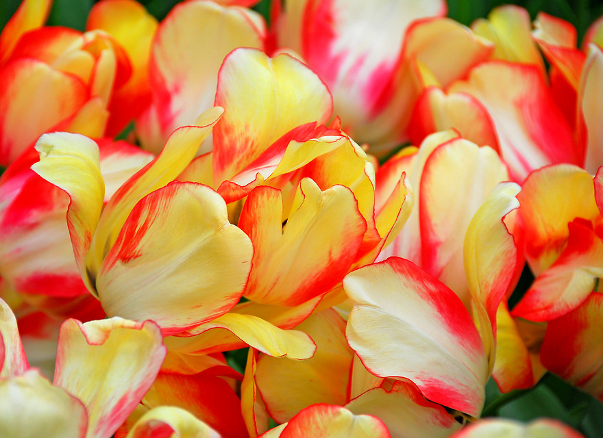 Tulipa - Gruppo 04 (Darwin) BEAUTY OF SPRING®