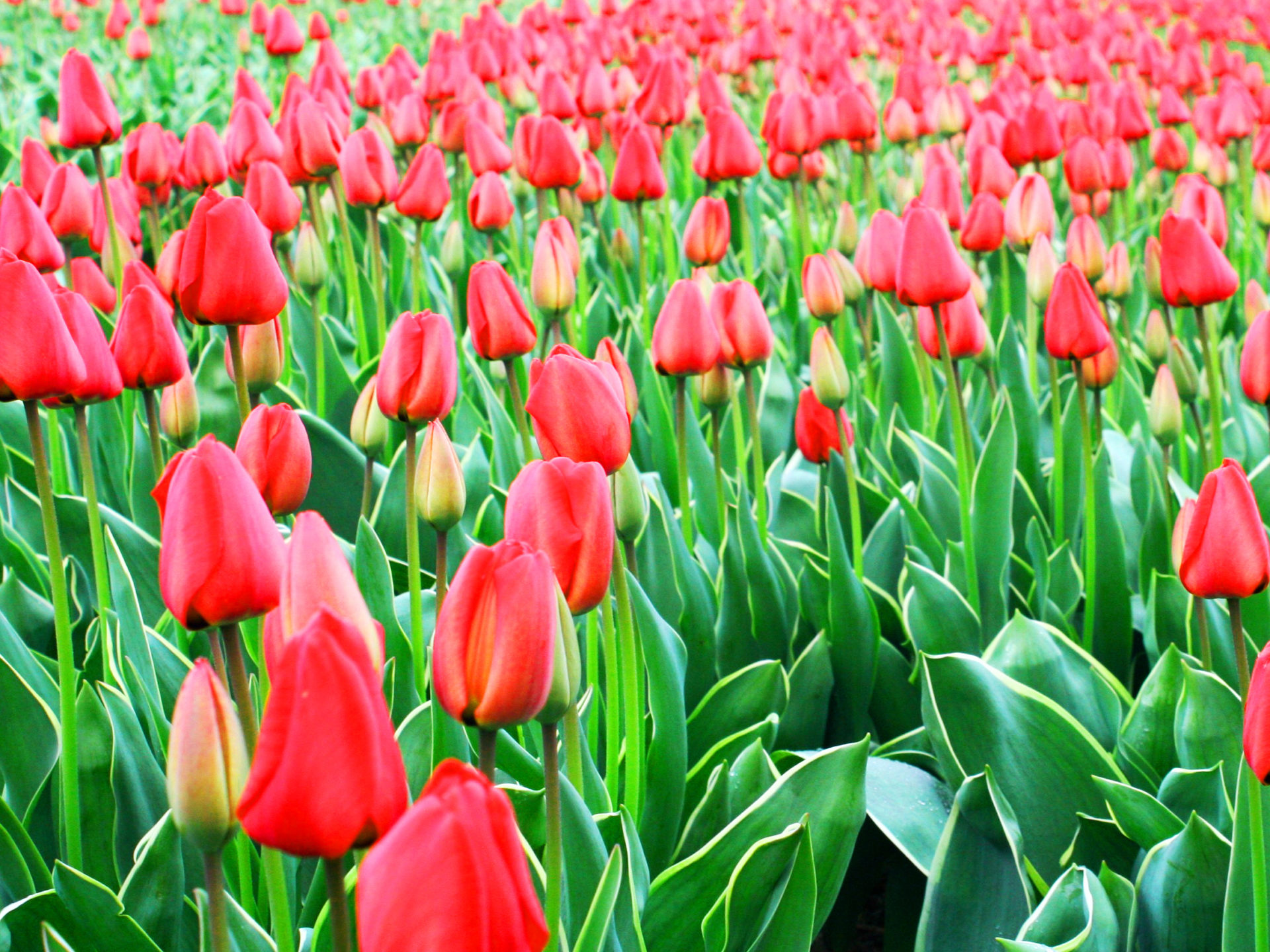 Tulipa - Gruppo 04 (Darwin) DARWIDESIGN®
