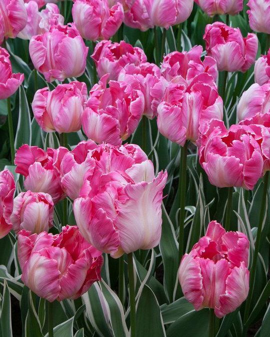 Tulipa - Gruppo 10 (pappagallo) ELSENBURG