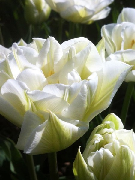 Tulipa - Gruppo 02 (precoci doppi) MONDIAL®