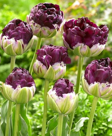 Tulipa - Gruppo 11 (tardivi doppi) WOW