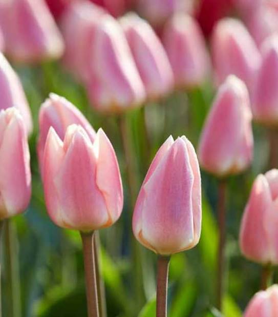 Tulipa - Gruppo 04 (Darwin) APRICOT DELIGHT