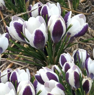 Crocus chrysanthus PANDA