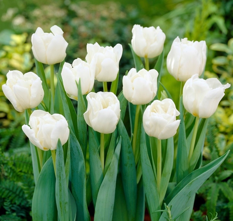 Tulipa - Gruppo 02 (precoci doppi) MONDIAL®