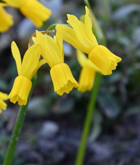 Narcissus - Div. 12 (miscellanei) LITTLE EMMA 12 Y-Y