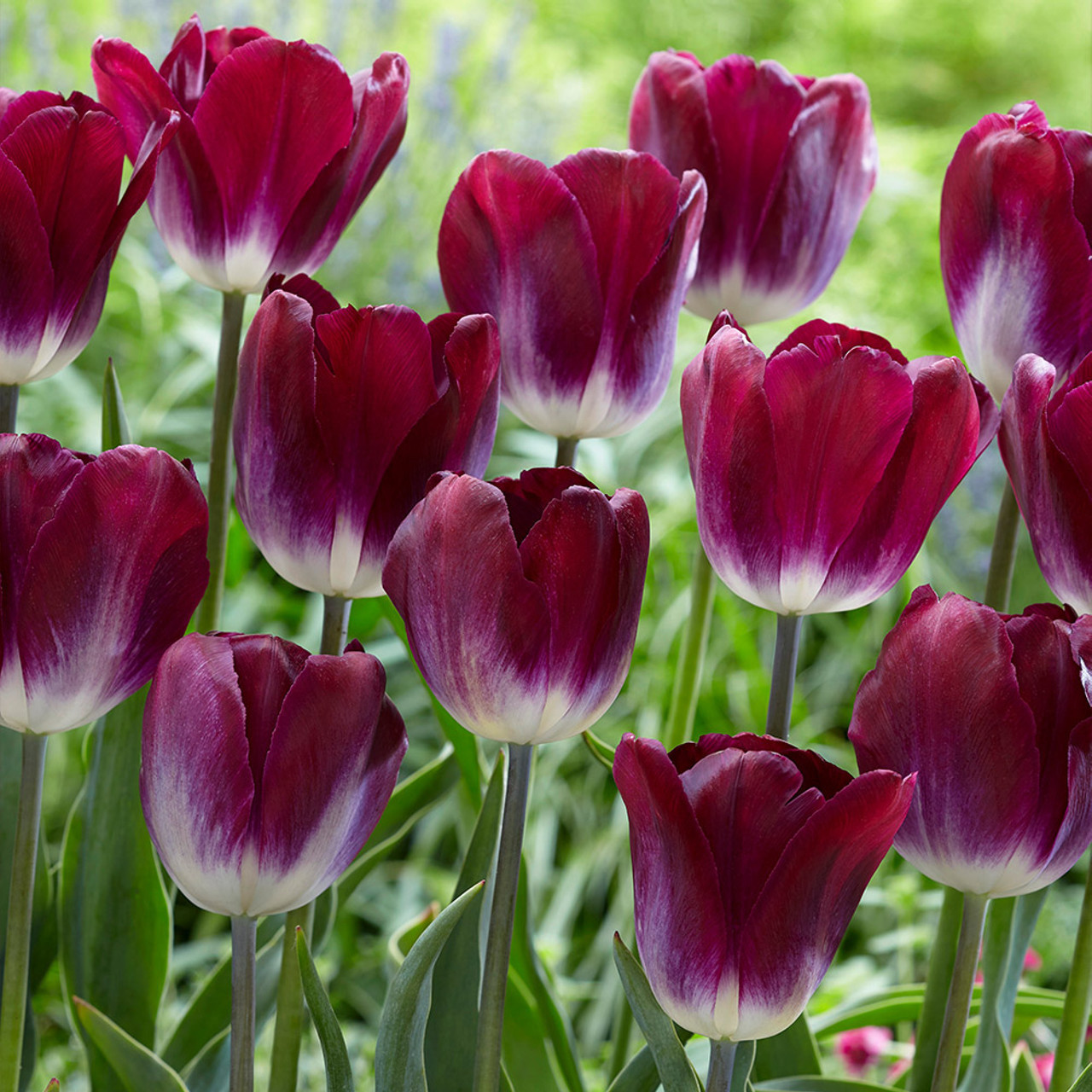 Tulipa - Gruppo 03 (trionfo) KANSAS PROUD