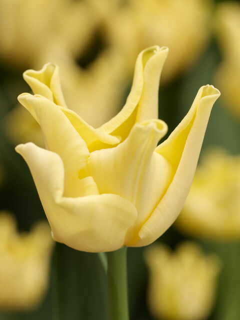 Tulipa - Gruppo 03 (trionfo) YELLOW CROWN