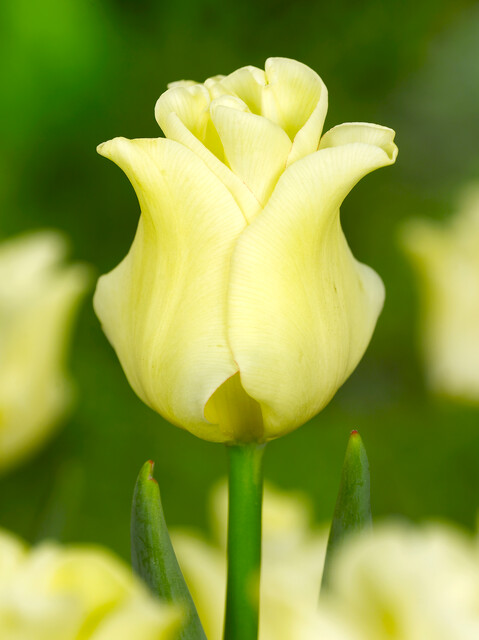 Tulipa - Gruppo 03 (trionfo) YELLOW CROWN