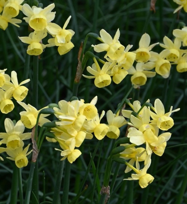 Narcissus - Div. 05 (triandrus) ANGEL'S WHISPER 5 Y-Y