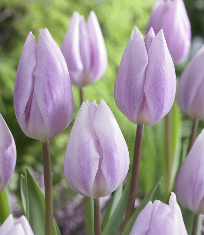 Tulipa - Gruppo 03 (trionfo) SILVER CLOUD