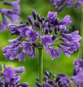 Agapanthus (v) POPPIN PURPLE