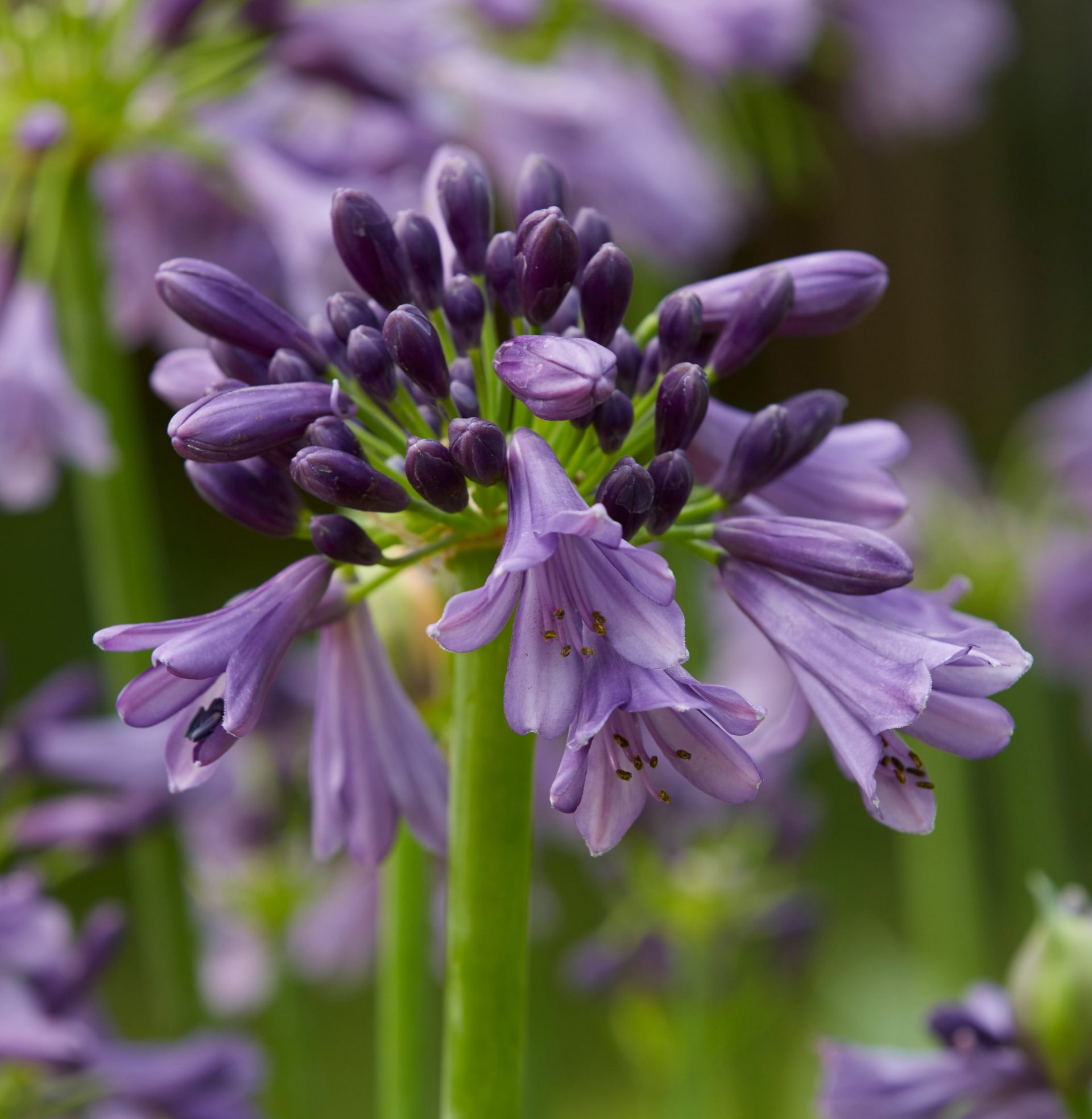 Agapanthus (AGAPANTO) POPPIN PURPLE in vaso