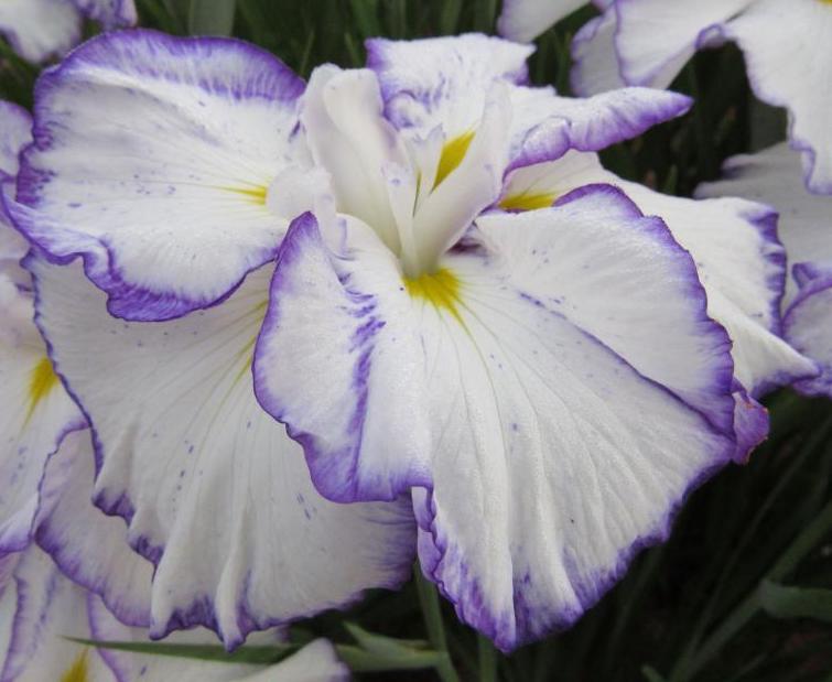 Iris ensata LIGHT AT DAWN