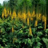Ligularia stenocephala THE ROCKET