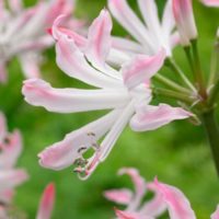 Nerine undulata PETRONELLA