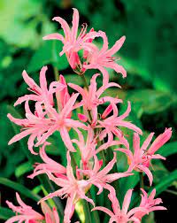Nerine undulata PETRONELLA
