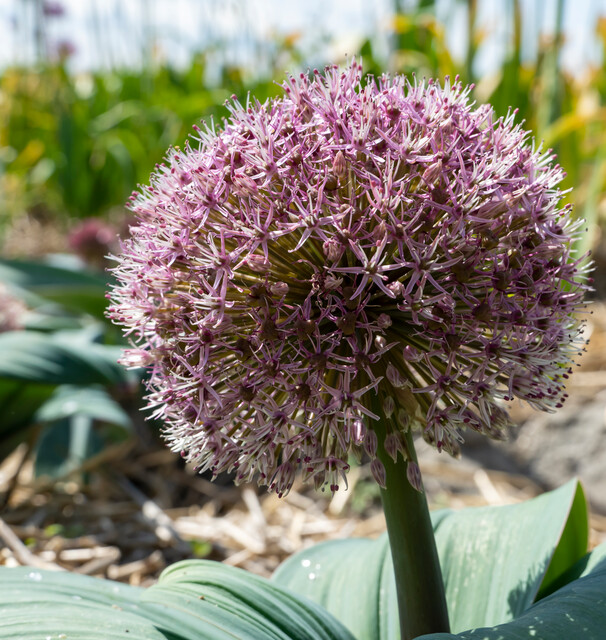Allium karataviense RED GIANT STAR
