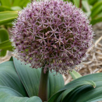 Allium karataviense RED GIANT STAR