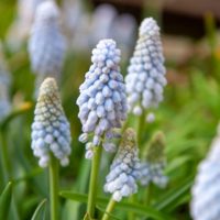 Muscari BABY'S BREATH®