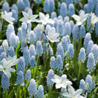 Catalogo 4 FIORITURE INVERNALI E PRIMAVERILI