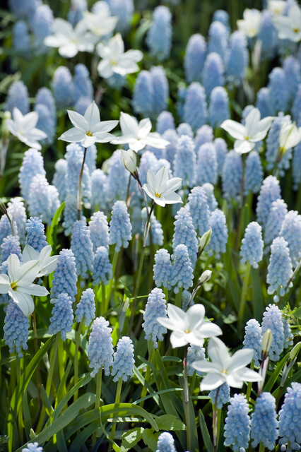 Muscari BABY'S BREATH®