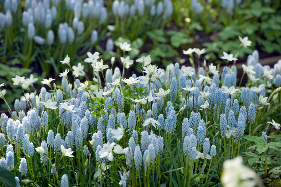 Muscari BABY'S BREATH®