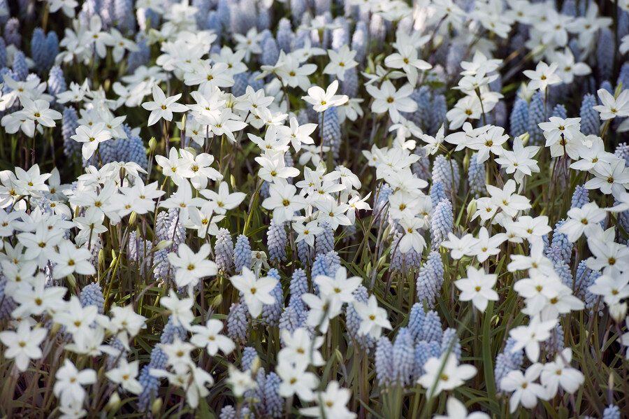 Muscari BABY'S BREATH®