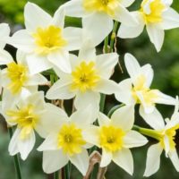 Narcissus - Div. 11a (splitcorona) BELLA ESTRELLA 11A W-Y