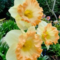 Narcissus - Div. 11a (splitcorona) EASTER PARTY 11A W-PO