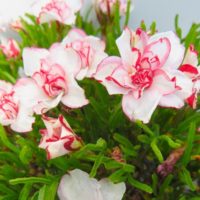 Oxalis versicolor DOUBLE PINK WONDER