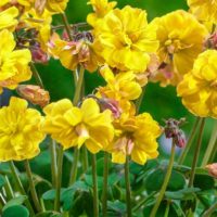 Oxalis compressa DOUBLE TROUBLE