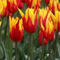 Tulipa - Gruppo 06 (liliumformis) FIREWORK®