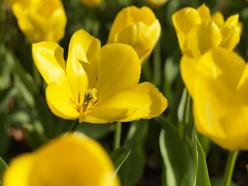 Tulipa - Gruppo 13 (fosteriane) GOLDEN PURISSIMA®