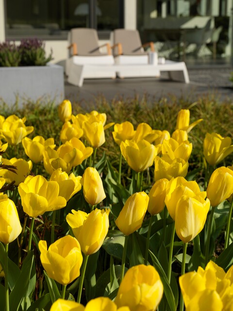 Tulipa - Gruppo 13 (fosteriane) GOLDEN PURISSIMA®