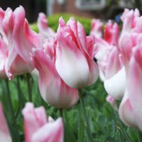 Tulipa - Gruppo 06 (liliumformis) HOLLAND CHIC®