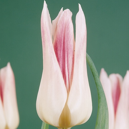 Tulipa - Gruppo 06 (liliumformis) HOLLAND CHIC®
