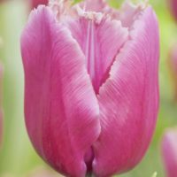 Tulipa - Gruppo 07 (sfrangiati) LOUVRE