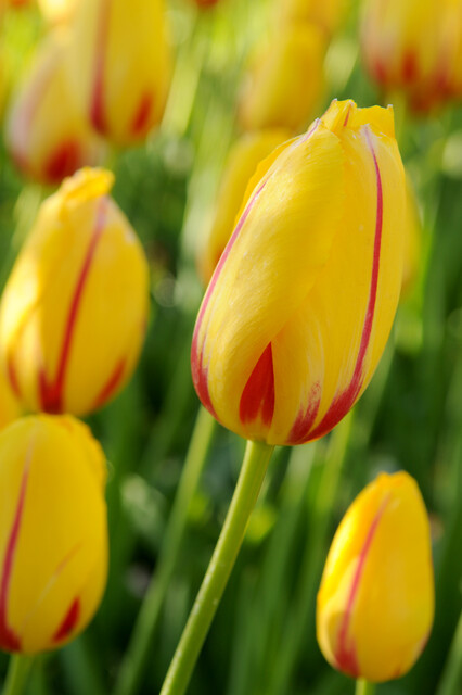Tulipa - Gruppo 05 (tardivi semplici) LA COURTINE