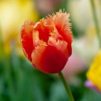 Tulipa - Gruppo 07 (sfrangiati) LAMBADA
