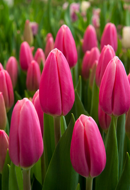 Tulipa - Gruppo 03 (trionfo) MILKSHAKE®