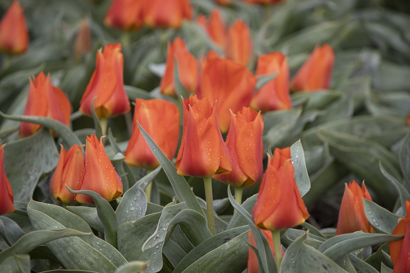 Tulipa - Gruppo 14 (greigii) MIRAMARE