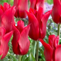Tulipa - Gruppo 06 (liliumformis) PIETER DE LEUR
