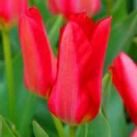 Tulipa - Gruppo 13 (fosteriane) SPRING PEARL
