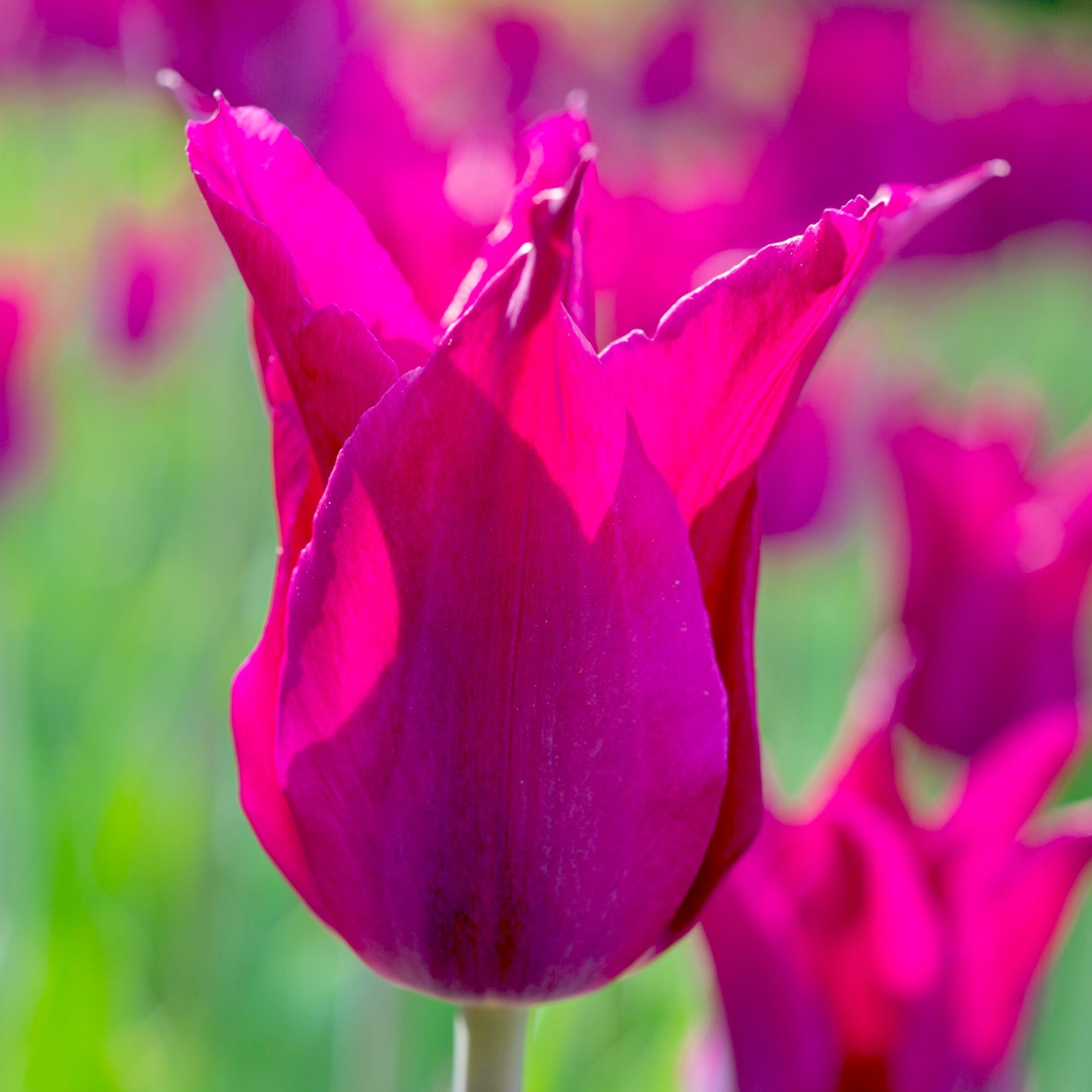 Tulipa - Gruppo 06 (liliumformis) PURPLE HEART