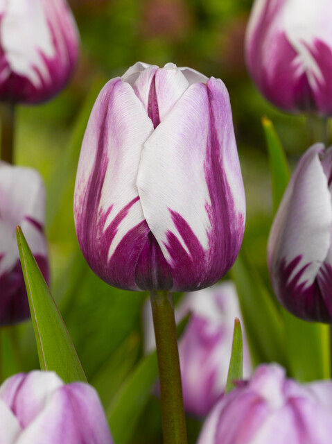 Tulipa - Gruppo 03 (trionfo) REMS FAVOURITE