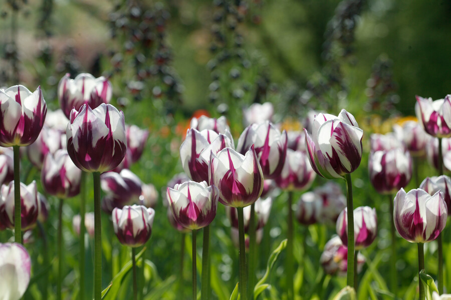Tulipa - Gruppo 03 (trionfo) REMS FAVOURITE