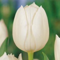 Tulipa - Gruppo 03 (trionfo) ROYAL VIRGIN®