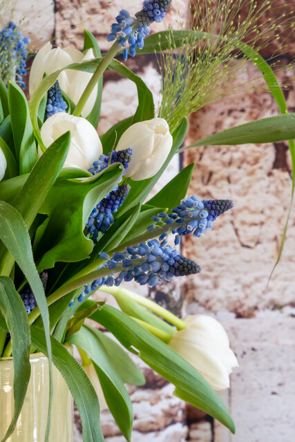 Tulipa - Gruppo 03 (trionfo) ROYAL VIRGIN®